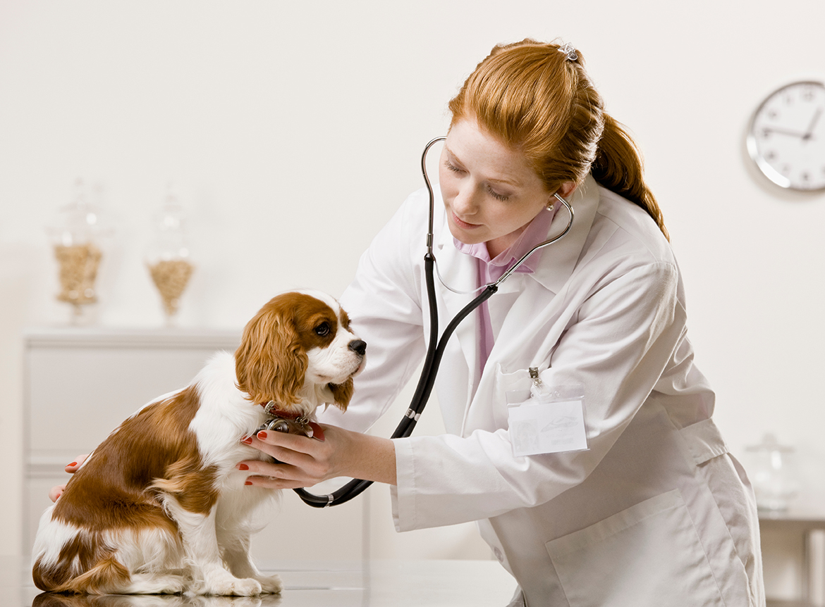 Assistencia medico veterinária