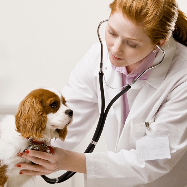 Assistencia medico veterinária